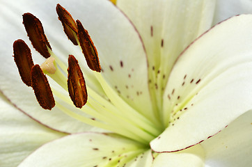 Image showing Beautiful lily growing in garden