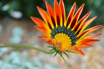 Image showing Beautiful flower in a meadow