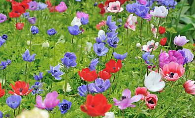 Image showing Anemones in Keukenhof garden