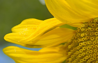 Image showing Details of sunflower