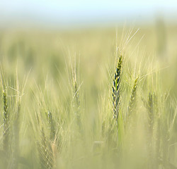 Image showing Wheat field in early summer