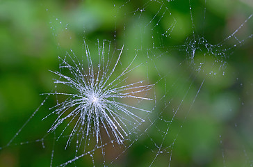 Image showing Shot of a dandelion parachute and spider web