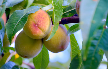 Image showing Ripe sweet peach fruits