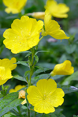 Image showing Evening primrose (Oenothera biennis) 