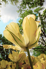 Image showing Tulip field in Keukenhof Gardens, Lisse, Netherlands