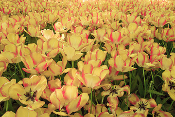 Image showing Tulip field in Keukenhof Gardens, Lisse, Netherlands