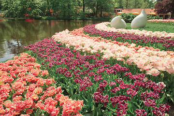 Image showing Tulip field in Keukenhof Gardens, Lisse, Netherlands