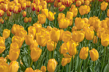 Image showing Tulip field in Keukenhof Gardens, Lisse, Netherlands