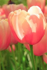 Image showing Tulip field in Keukenhof Gardens, Lisse, Netherlands