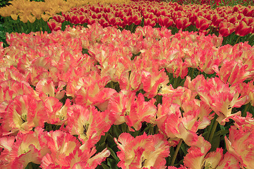 Image showing Tulip field in Keukenhof Gardens, Lisse, Netherlands