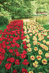 Image showing Tulip field in Keukenhof Gardens, Lisse, Netherlands