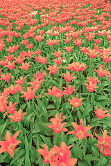 Image showing Tulip field in Keukenhof Gardens, Lisse, Netherlands