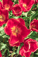 Image showing Tulip field in Keukenhof Gardens, Lisse, Netherlands