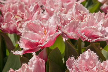 Image showing Tulip field in Keukenhof Gardens, Lisse, Netherlands