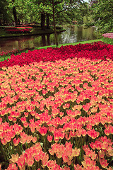 Image showing Tulip field in Keukenhof Gardens, Lisse, Netherlands