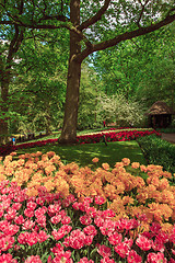 Image showing Tulip field in Keukenhof Gardens, Lisse, Netherlands