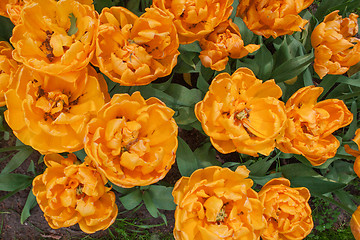 Image showing Tulip field in Keukenhof Gardens, Lisse, Netherlands