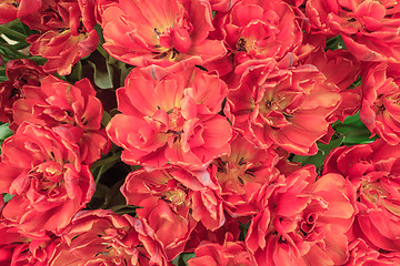 Image showing Tulip field in Keukenhof Gardens, Lisse, Netherlands