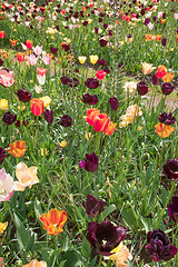 Image showing Tulip field in Keukenhof Gardens, Lisse, Netherlands