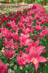 Image showing Tulip field in Keukenhof Gardens, Lisse, Netherlands