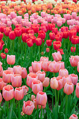 Image showing Tulip field in Keukenhof Gardens, Lisse, Netherlands