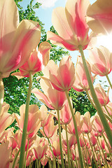 Image showing Tulip field in Keukenhof Gardens, Lisse, Netherlands