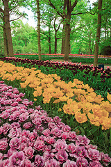 Image showing Tulip field in Keukenhof Gardens, Lisse, Netherlands