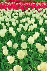 Image showing Tulip field in Keukenhof Gardens, Lisse, Netherlands