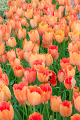 Image showing Tulip field in Keukenhof Gardens, Lisse, Netherlands