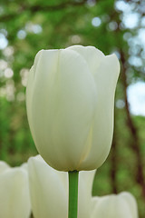 Image showing Tulip field in Keukenhof Gardens, Lisse, Netherlands