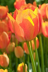 Image showing Tulip field in Keukenhof Gardens, Lisse, Netherlands