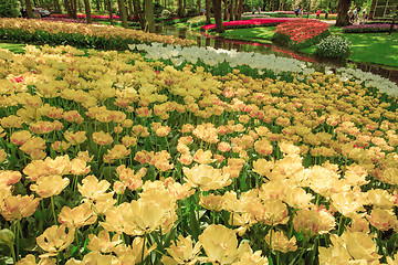 Image showing Tulip field in Keukenhof Gardens, Lisse, Netherlands