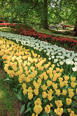 Image showing Tulip field in Keukenhof Gardens, Lisse, Netherlands