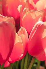 Image showing Tulip field in Keukenhof Gardens, Lisse, Netherlands