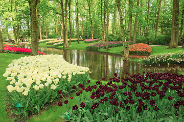 Image showing Tulip field in Keukenhof Gardens, Lisse, Netherlands