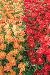 Image showing Tulip field in Keukenhof Gardens, Lisse, Netherlands