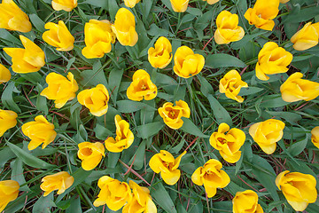 Image showing Tulip field in Keukenhof Gardens, Lisse, Netherlands