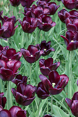 Image showing Tulip field in Keukenhof Gardens, Lisse, Netherlands