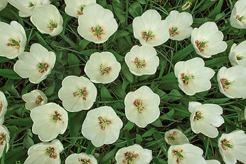 Image showing Tulip field in Keukenhof Gardens, Lisse, Netherlands