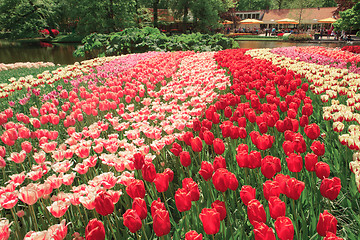 Image showing Tulip field in Keukenhof Gardens, Lisse, Netherlands