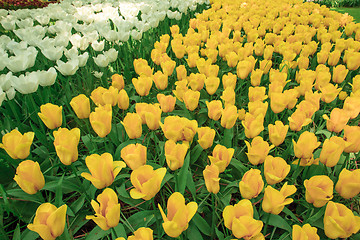 Image showing Tulip field in Keukenhof Gardens, Lisse, Netherlands