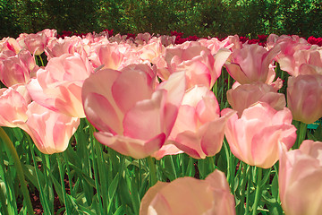 Image showing Tulip field in Keukenhof Gardens, Lisse, Netherlands