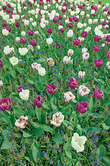 Image showing Tulip field in Keukenhof Gardens, Lisse, Netherlands