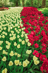 Image showing Tulip field in Keukenhof Gardens, Lisse, Netherlands