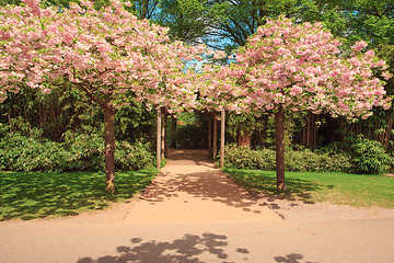 Image showing The tree in Keukenhof Gardens, Lisse, Netherlands