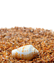 Image showing Shell of cone snail on sand