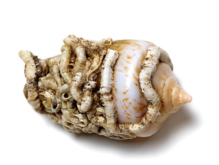 Image showing Shell of cone snail