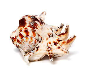 Image showing Lambis tiger shell