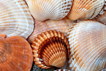 Image showing Background of seashells