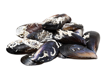 Image showing Shells of mussels on white